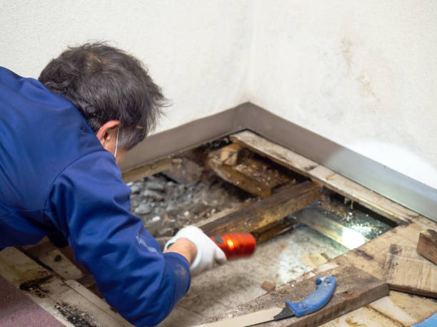 Best Mold Cleaning Services  in Marietta, OH