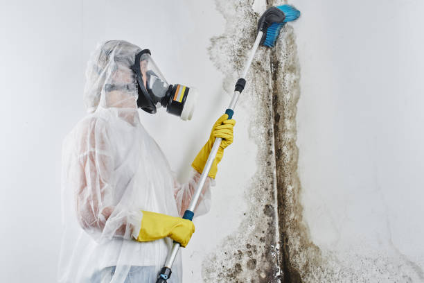 Best Best Mold Removal Companies  in Marietta, OH