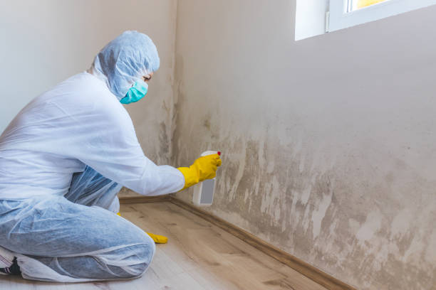 Best Mold Damage Repair  in Marietta, OH