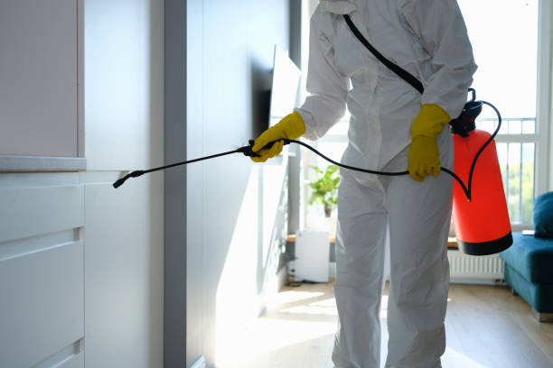Attic Mold Removal in Marietta, OH