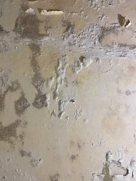 Best Attic Mold Removal  in Marietta, OH